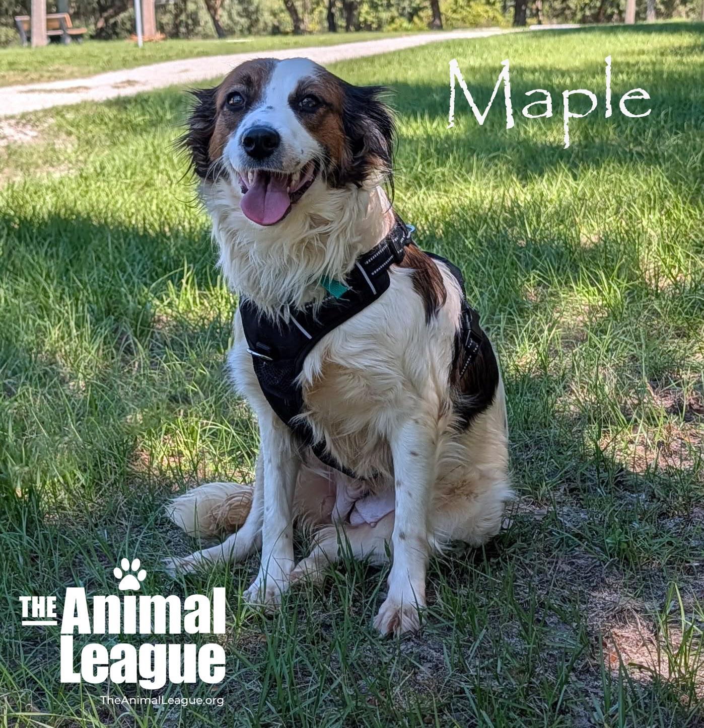 Maple, Adoptable, Adult Female Australian Shepherd.