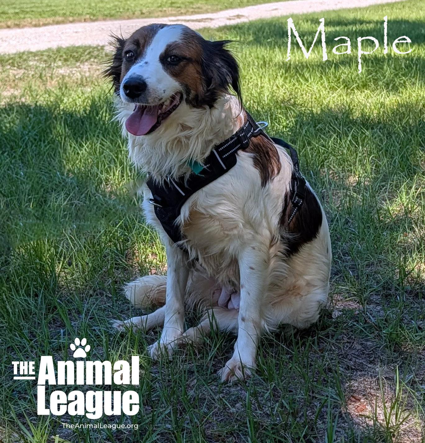 Enlarge Maple, a Adoptable mixed breed in Groveland, FL image 3/3
