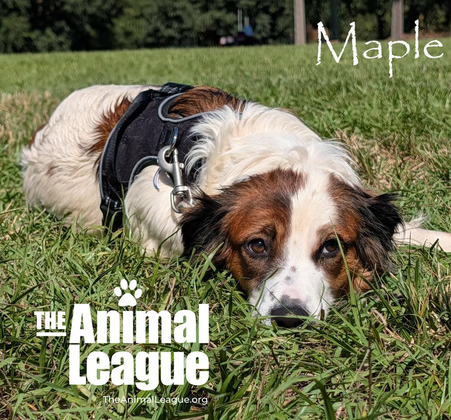 Enlarge Maple, a Adoptable mixed breed in Groveland, FL image 2/3