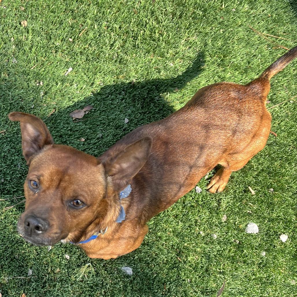 Enlarge Reginald, a Adoptable mixed breed in Richmond Hill, GA image 1/3