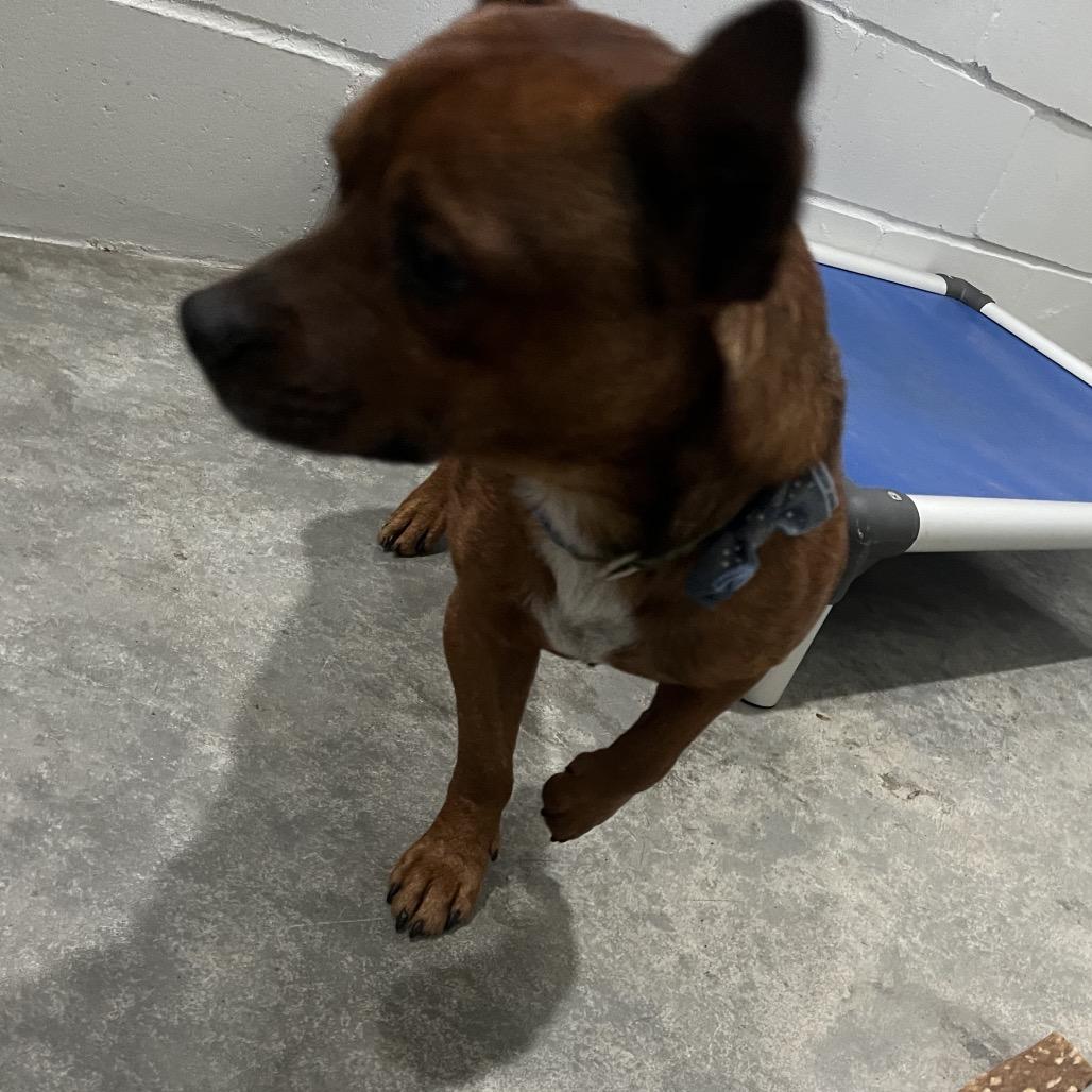 Enlarge Reginald, a Adoptable mixed breed in Richmond Hill, GA image 2/3