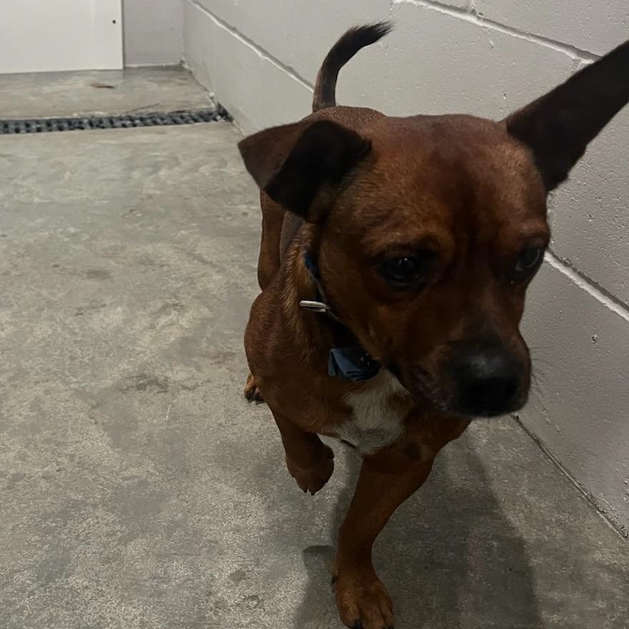 Enlarge Reginald, a Adoptable mixed breed in Richmond Hill, GA image 3/3