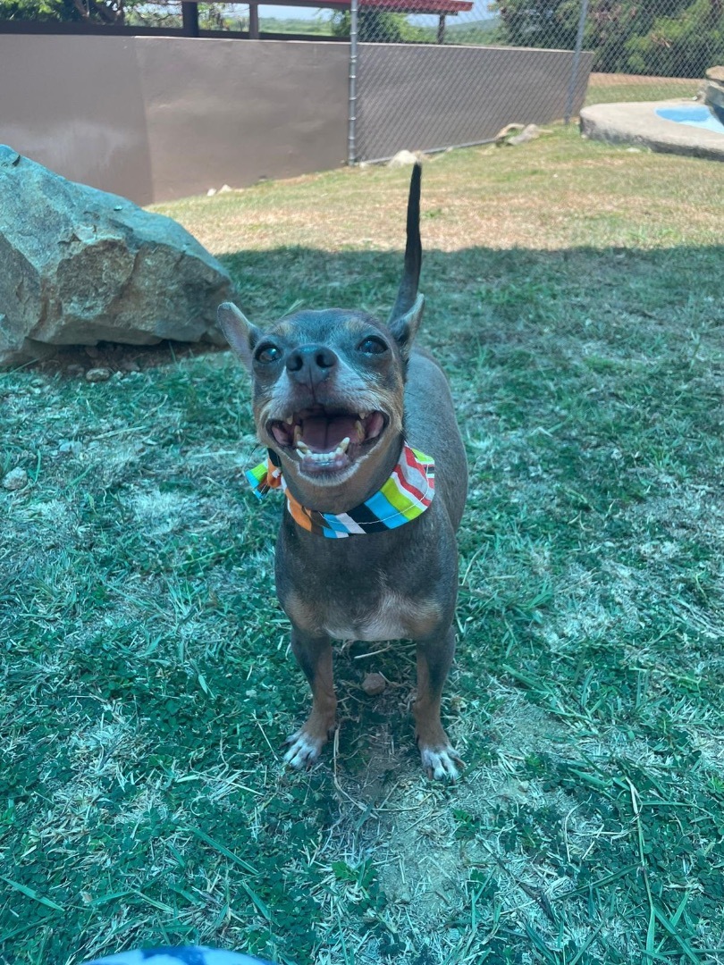 Lolo, Adoptable, Senior Male Chihuahua.