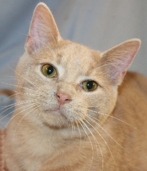 Enlarge Joey, a Adoptable mixed breed in Savannah, MO image 1/2