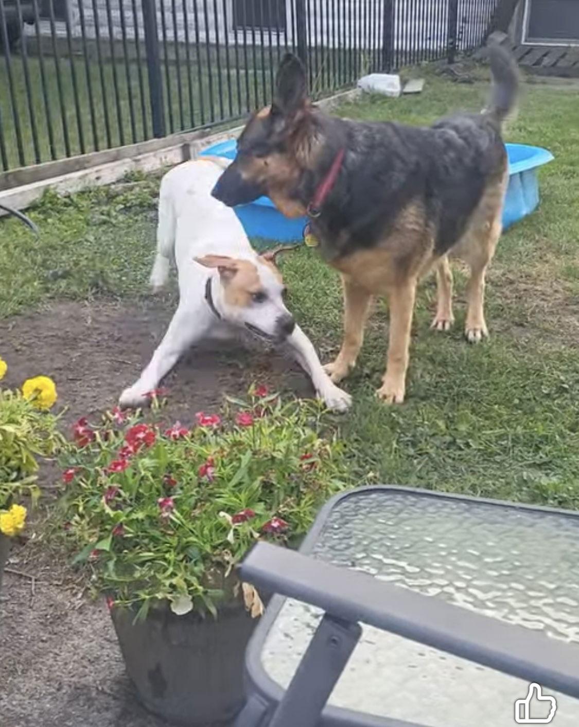 Jill, Adoptable, Adult Female Labrador Retriever.