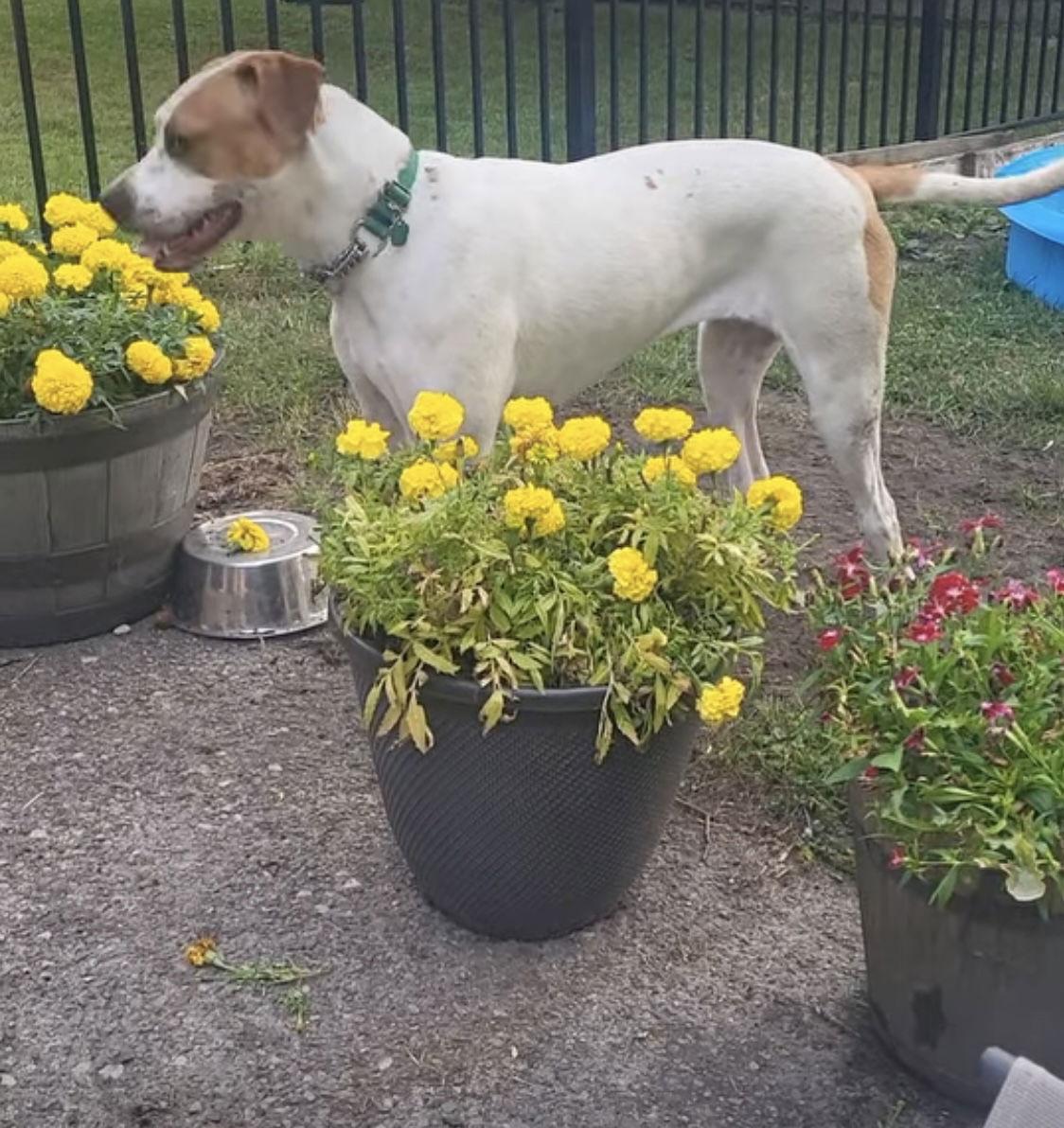 Jill, a Adoptable Labrador Retriever in Tonawanda, NY image 2/3