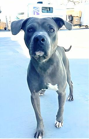 Enlarge FORDSTER, a Adoptable Pit Bull Terrier in Pasadena, CA image 1/1
