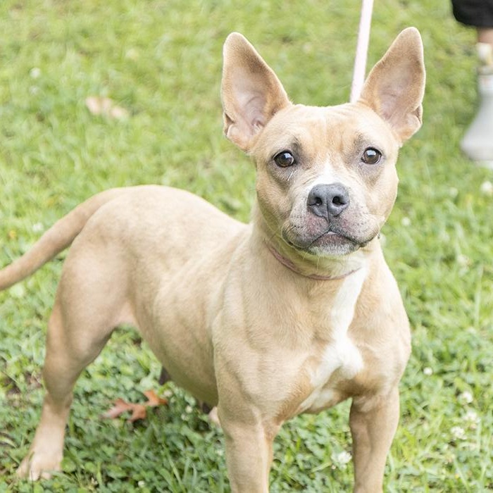 Daffodil, a ADOPTABLE Bulldog in Slidell, LA image 2/3