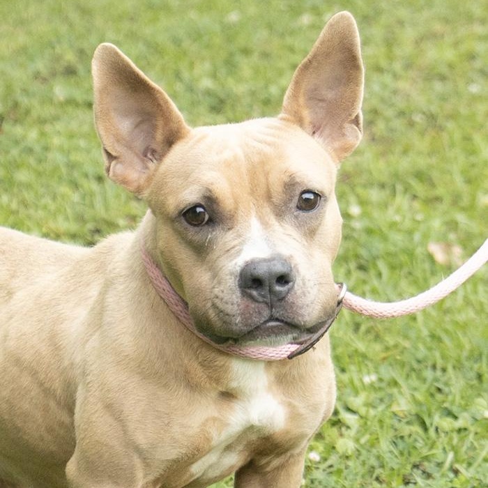 Daffodil, a ADOPTABLE Bulldog in Slidell, LA image 1/3