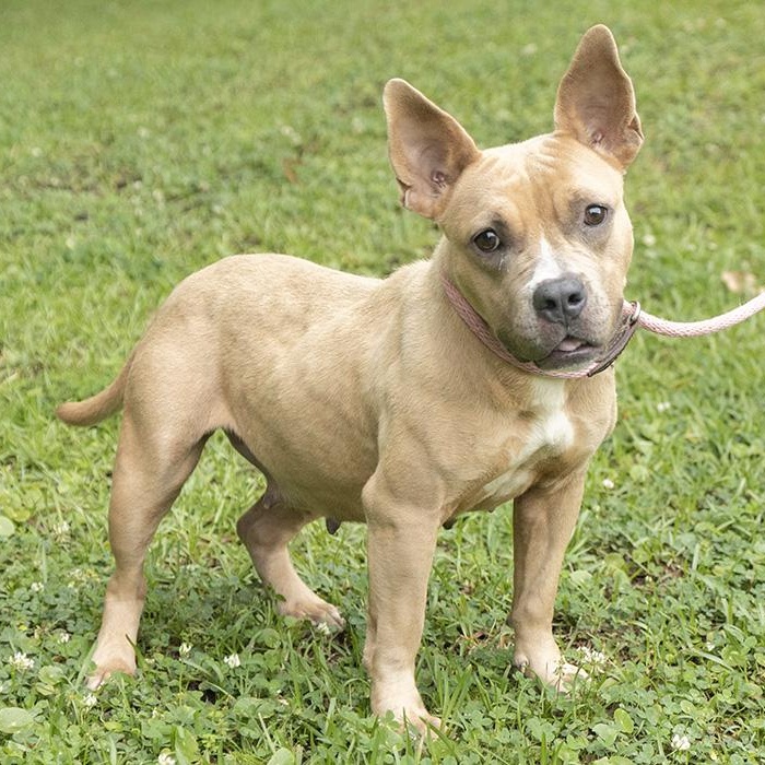 Daffodil, a ADOPTABLE Bulldog in Slidell, LA image 3/3