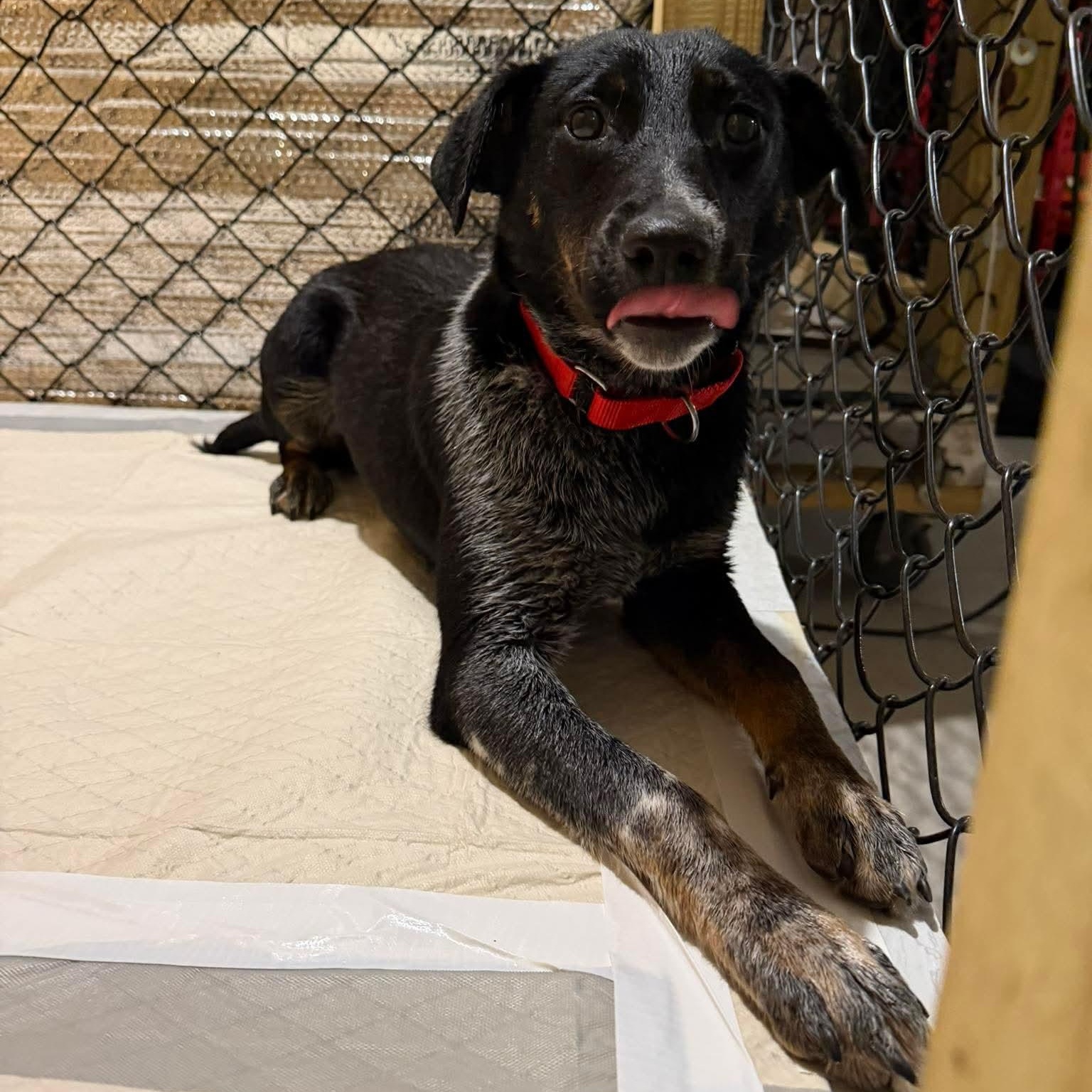 Enlarge Lucy, a ADOPTABLE mixed breed in Wando, SC image 6/6