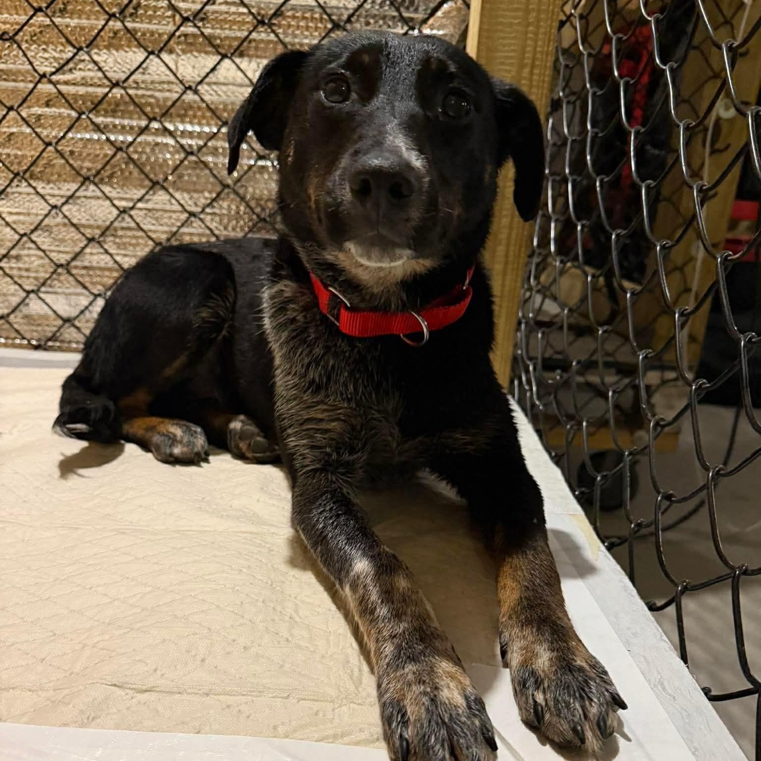 Enlarge Lucy, a ADOPTABLE mixed breed in Wando, SC image 3/6