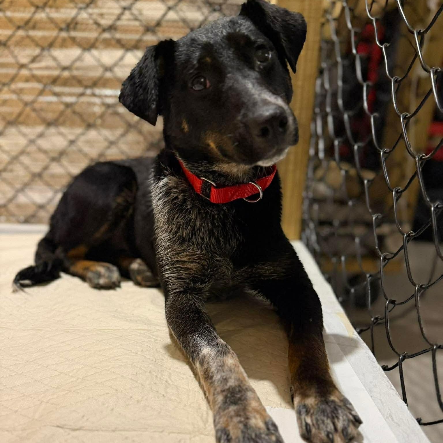 Enlarge Lucy, a ADOPTABLE mixed breed in Wando, SC image 5/6