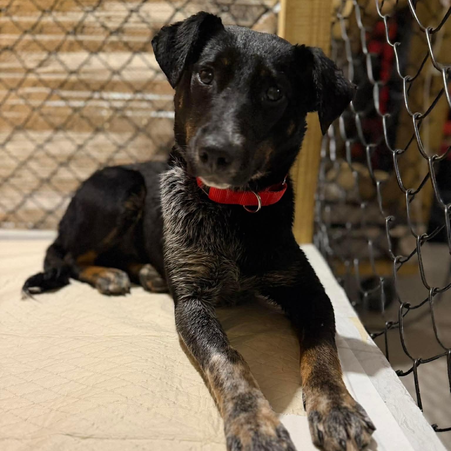 Enlarge Lucy, a ADOPTABLE mixed breed in Wando, SC image 4/6