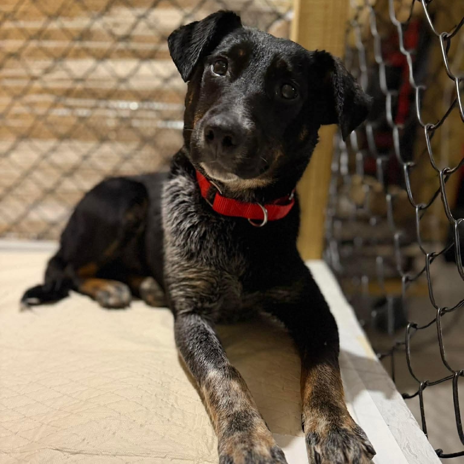 Enlarge Lucy, a ADOPTABLE mixed breed in Wando, SC image 1/6