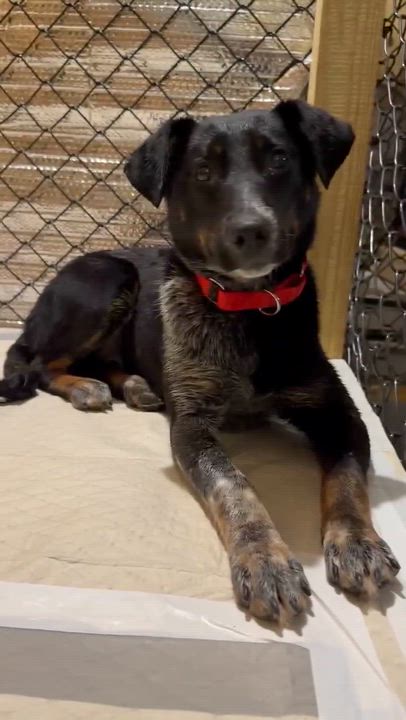 Enlarge Lucy, a ADOPTABLE mixed breed in Wando, SC video 2/6