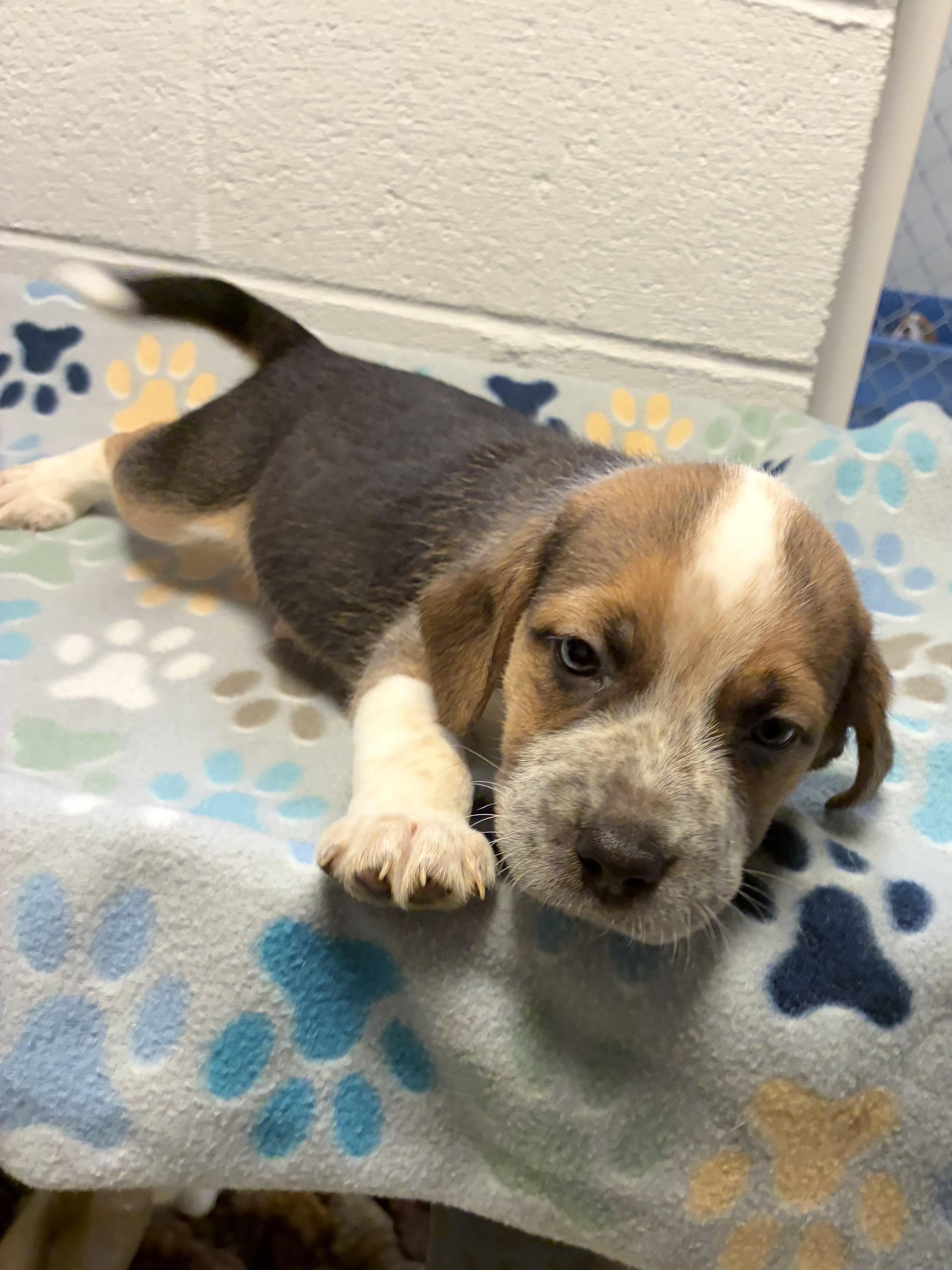 Enlarge Fergus, a ADOPTABLE mixed breed in Heathsville, VA image 1/2