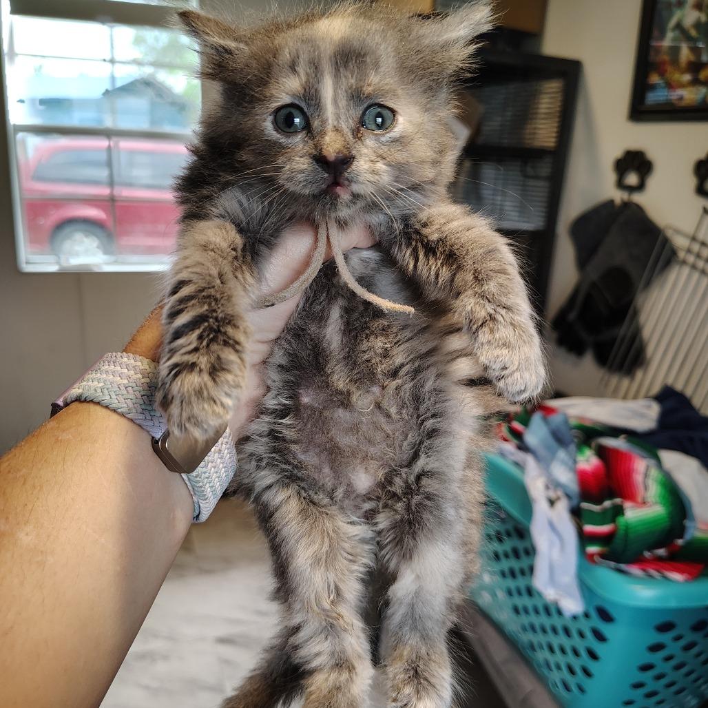 Muffin, Adoptable, Kitten Female Domestic Short Hair.