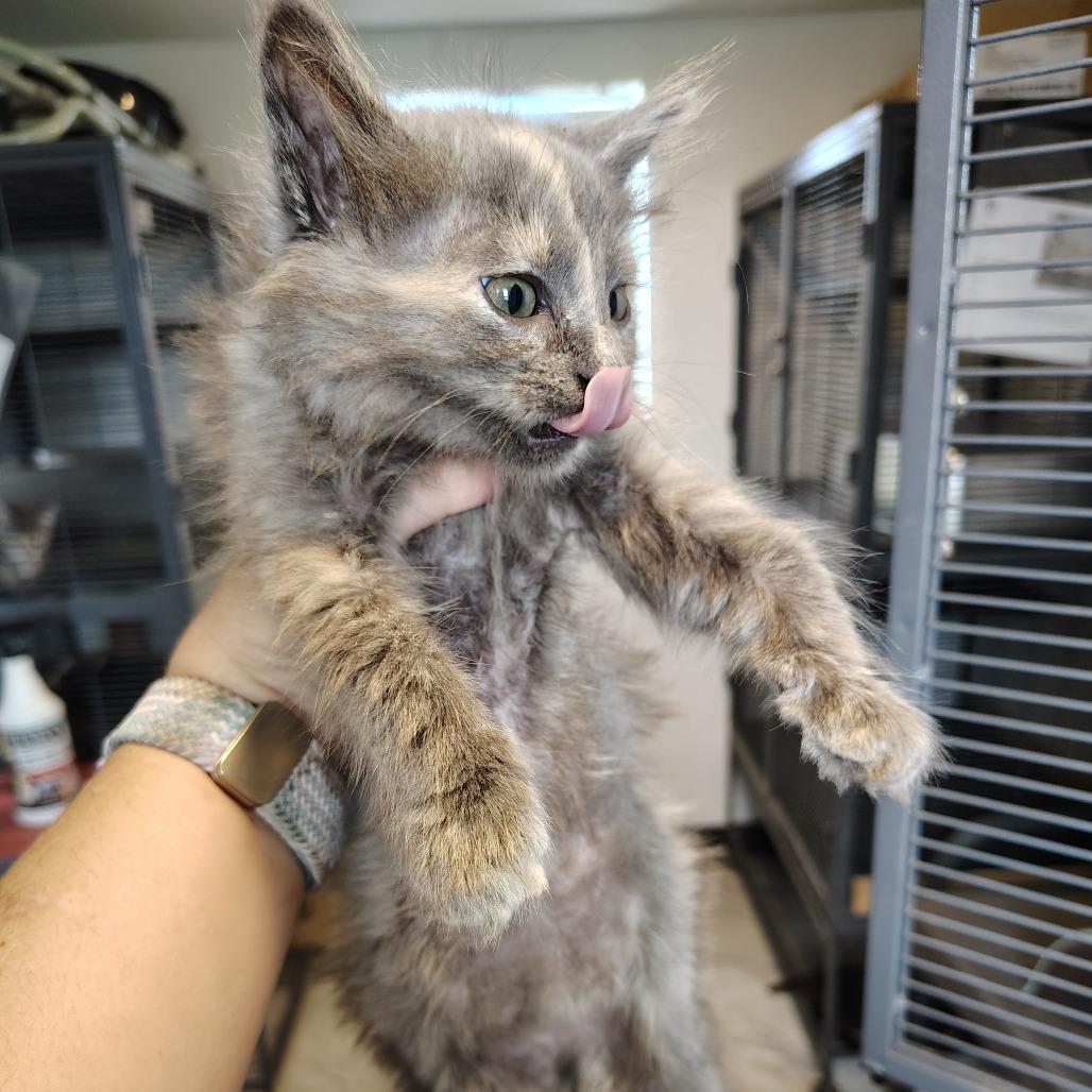 Muffin, a Adoptable Domestic Short Hair in Osawatomie, KS image 2/5
