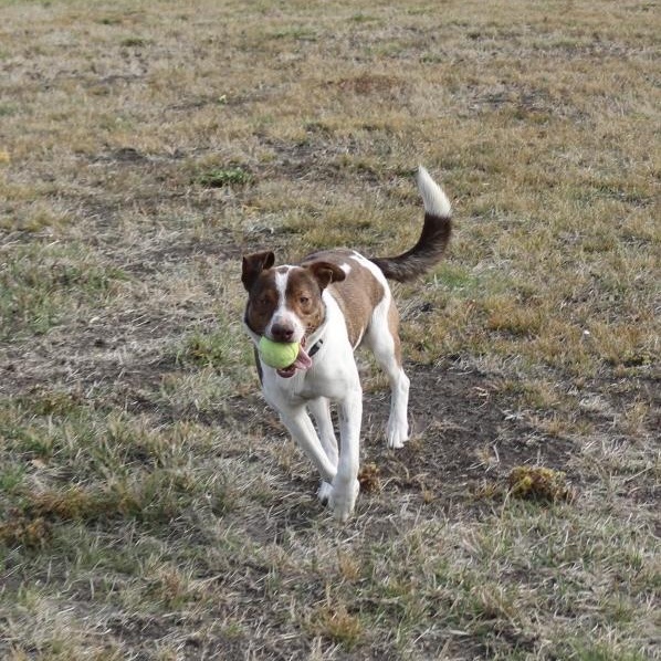 Jasper, a Adoptable Mixed Breed in La Grande, OR image 2/3