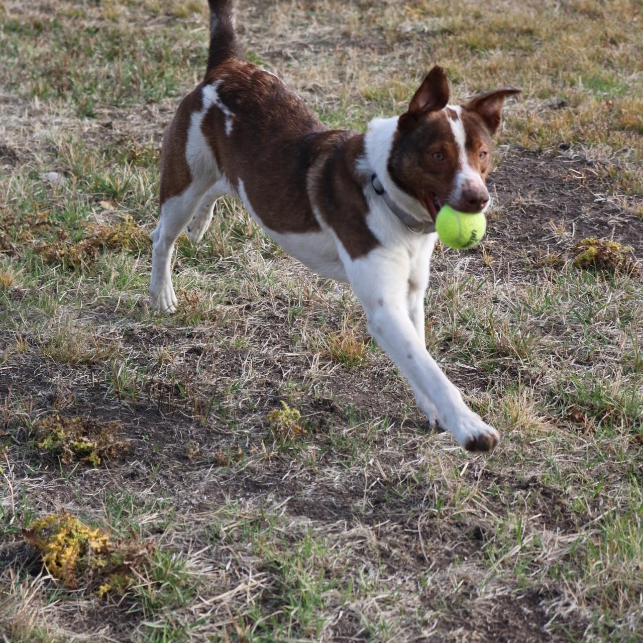 Jasper, a Adoptable Mixed Breed in La Grande, OR image 3/3