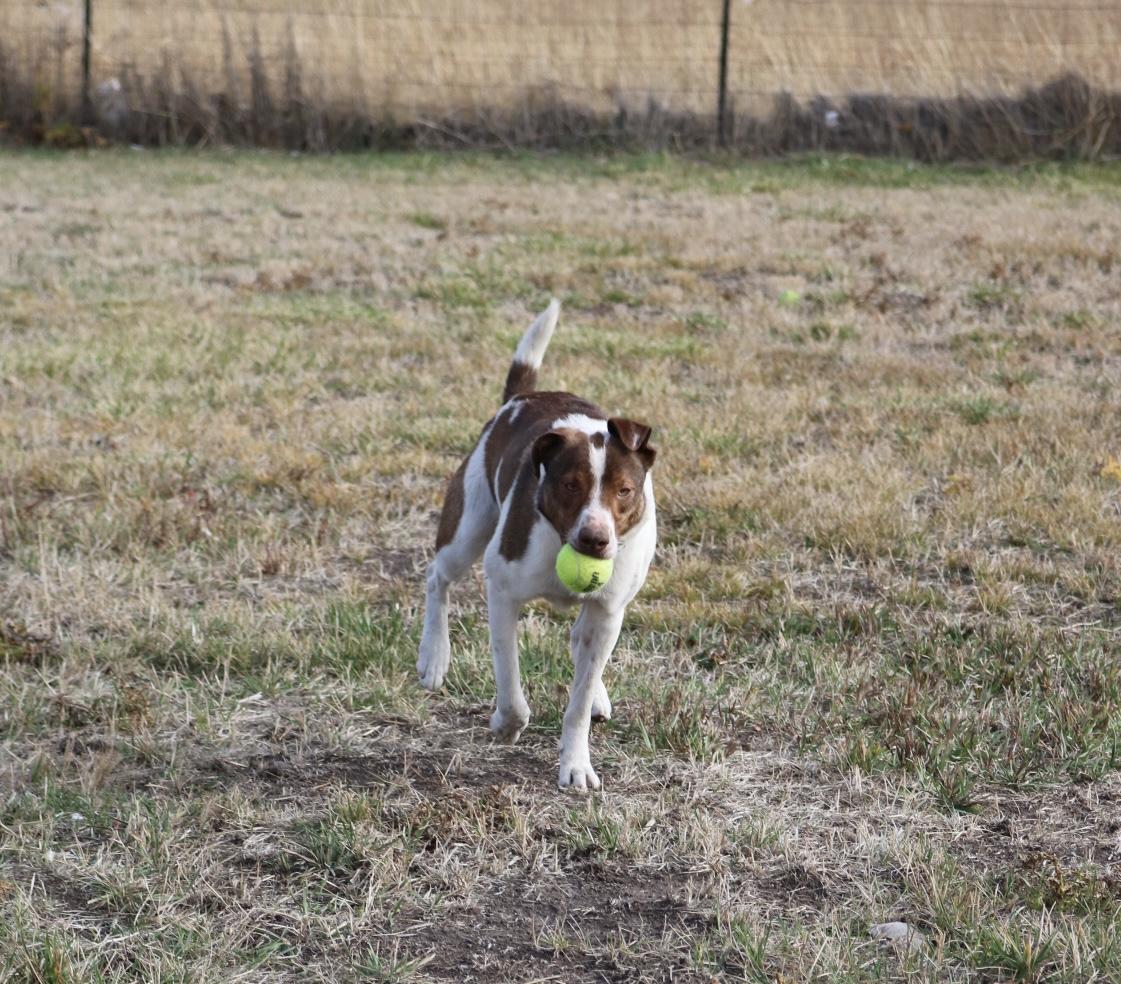 Jasper, a Adoptable Mixed Breed in La Grande, OR image 1/3