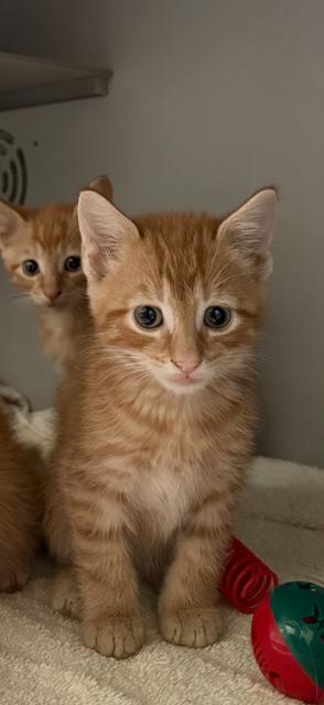 doc, ADOPTABLE, Kitten Male Domestic Short Hair.