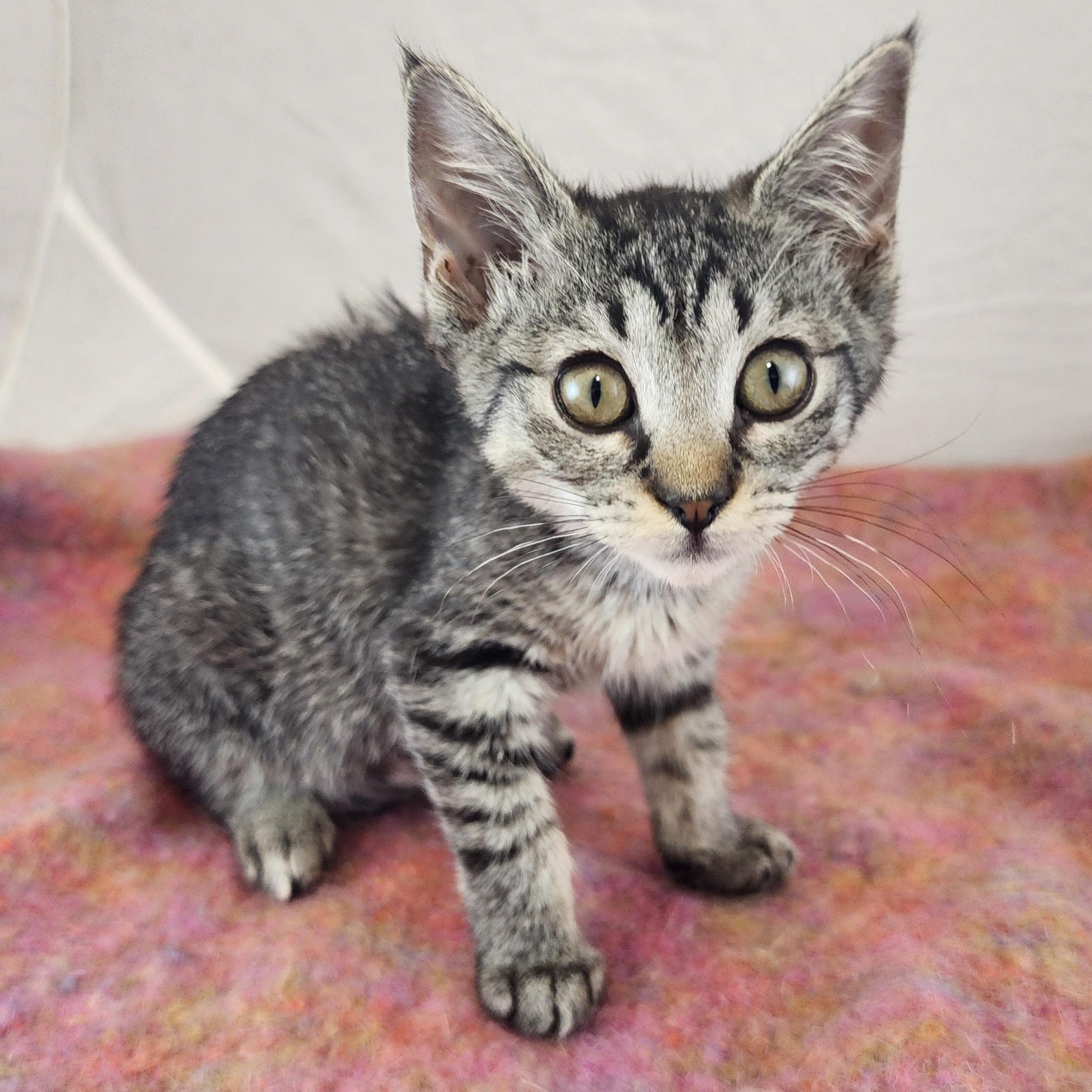 Enlarge Sassy, a ADOPTABLE Domestic Short Hair in New York, NY image 4/6