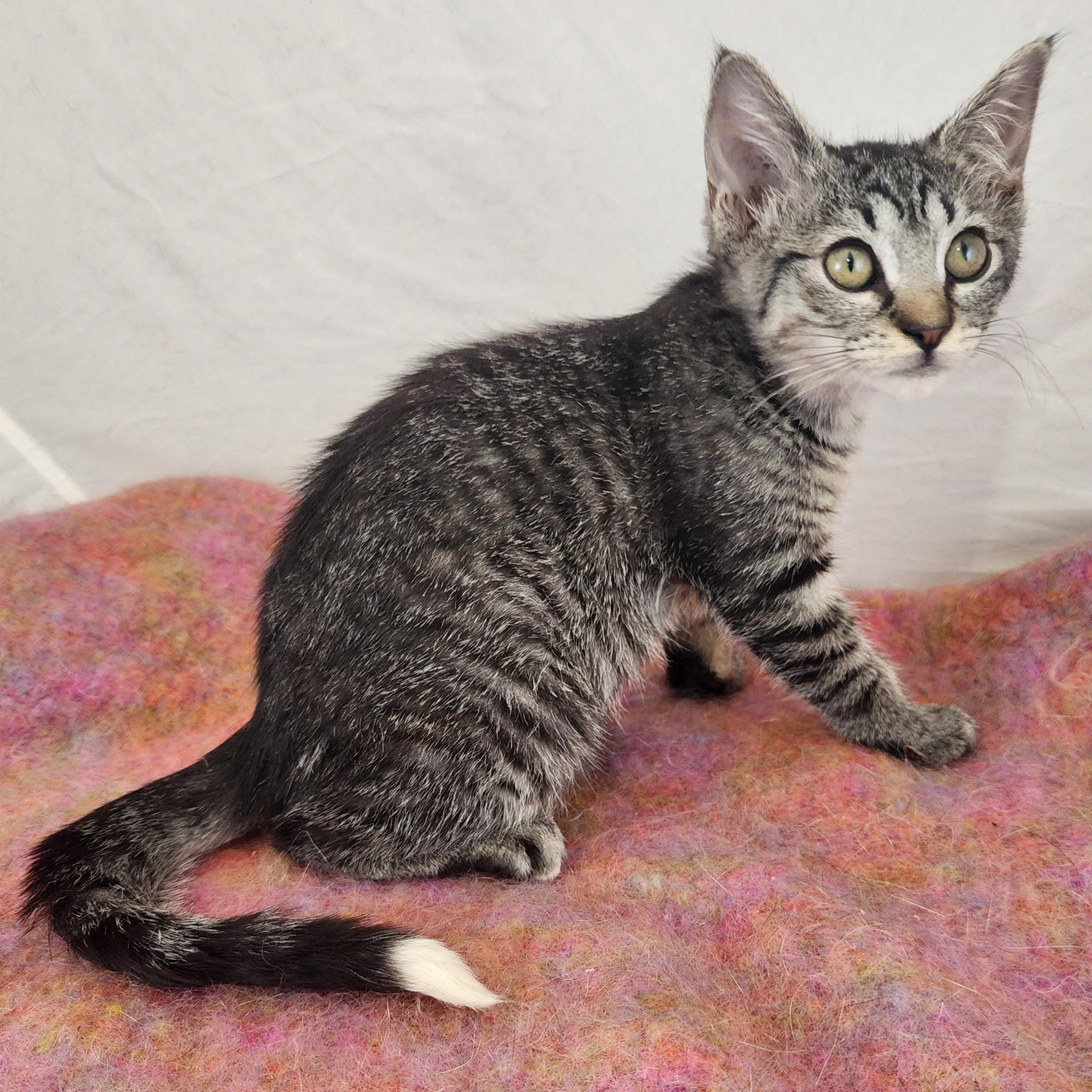 Enlarge Sassy, a ADOPTABLE Domestic Short Hair in New York, NY image 2/6