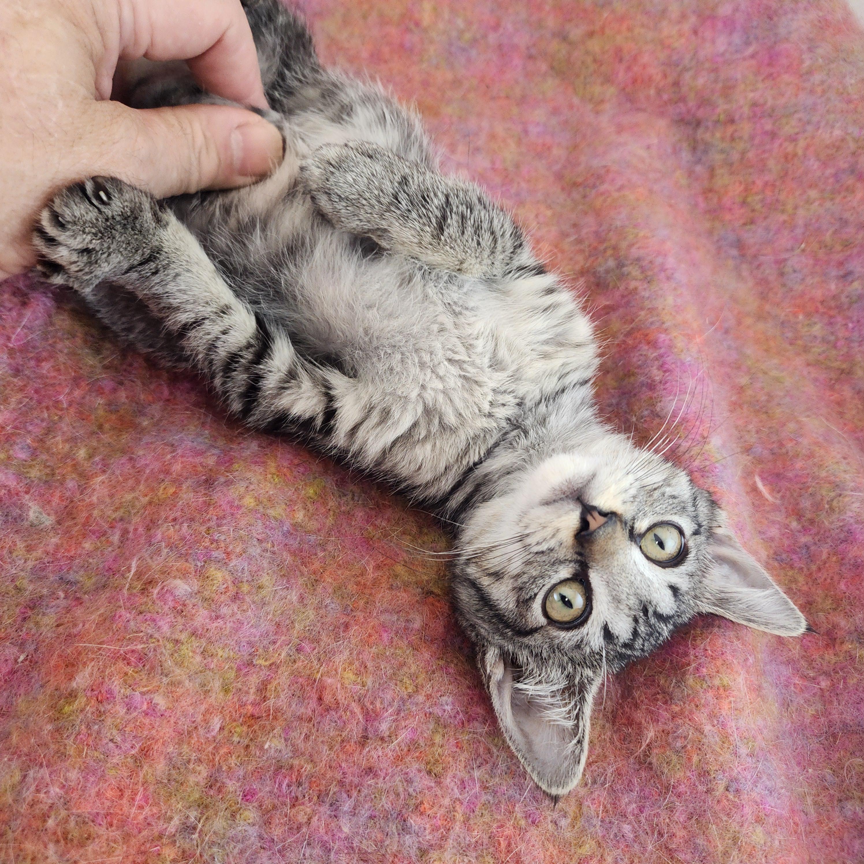 Enlarge Sassy, a ADOPTABLE Domestic Short Hair in New York, NY image 5/6