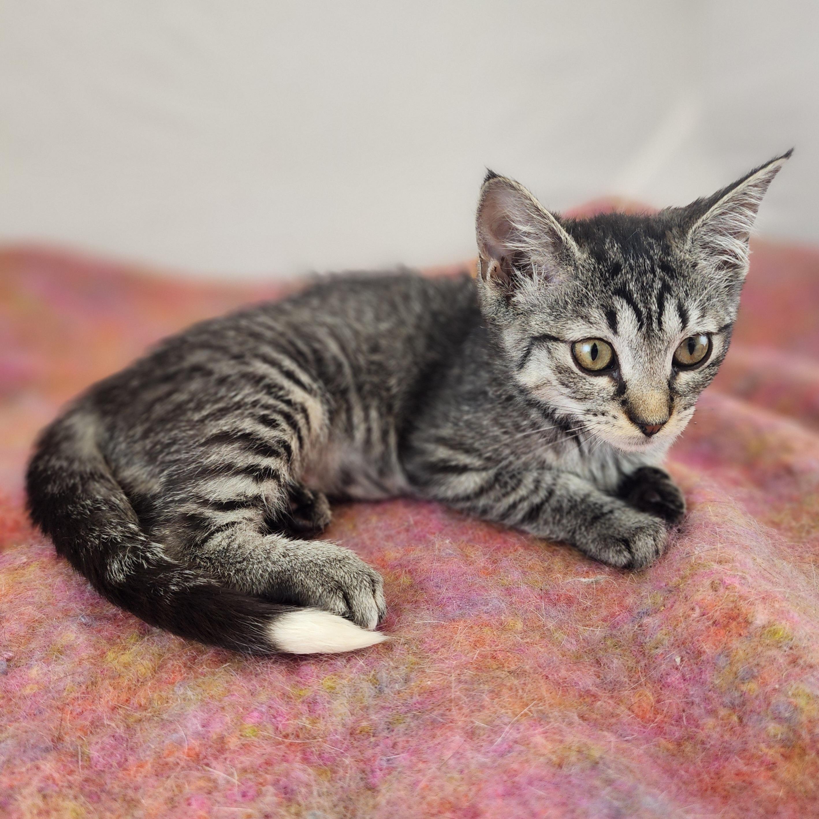 Enlarge Sassy, a ADOPTABLE Domestic Short Hair in New York, NY image 6/6