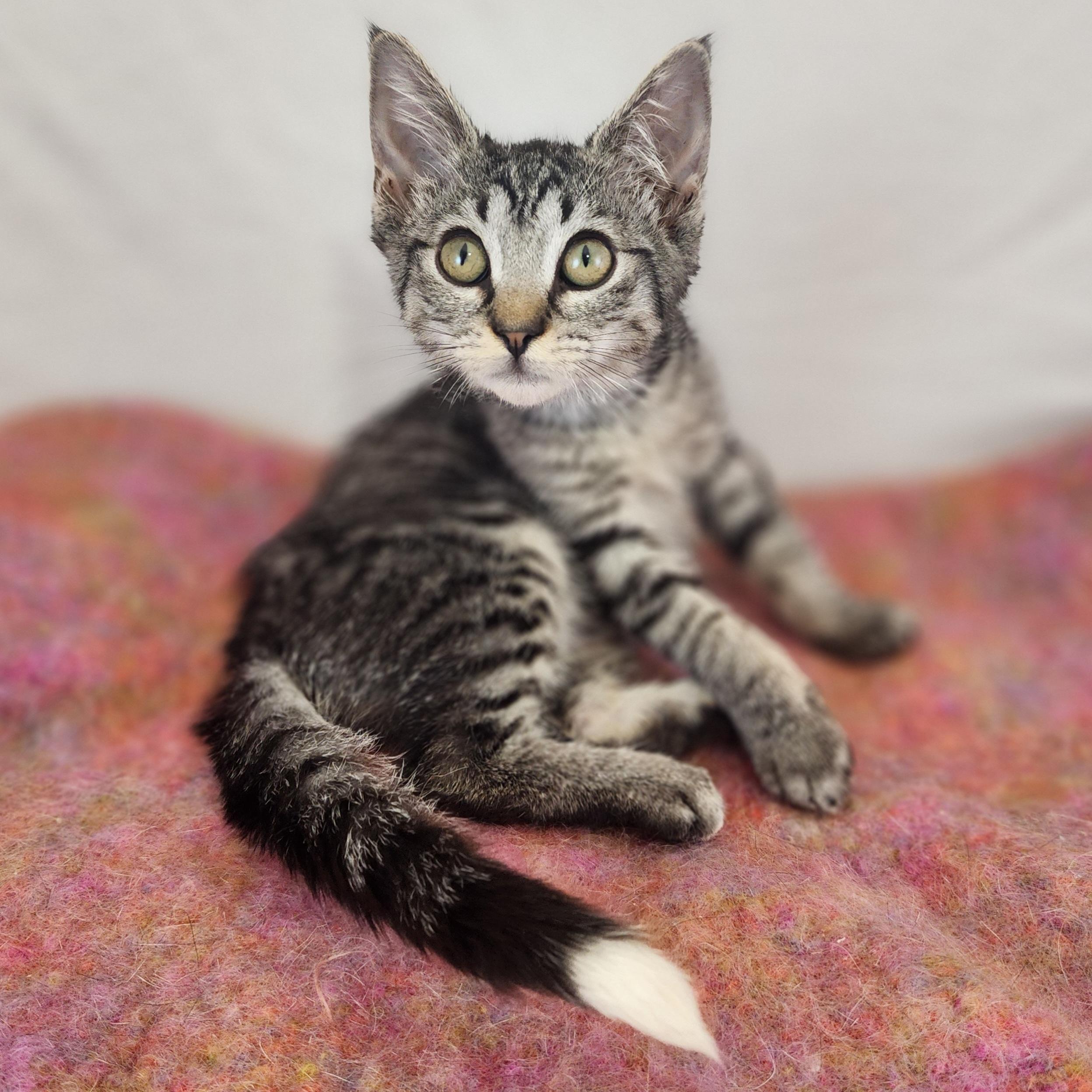 Enlarge Sassy, a ADOPTABLE Domestic Short Hair in New York, NY image 3/6