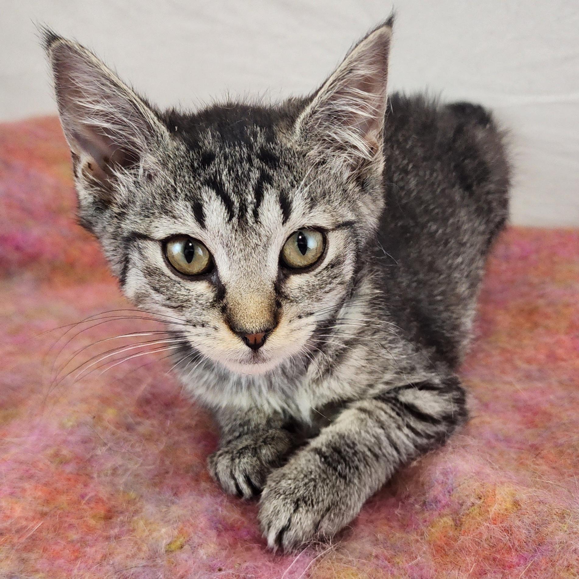 Sassy, ADOPTABLE, Kitten Female Domestic Short Hair.