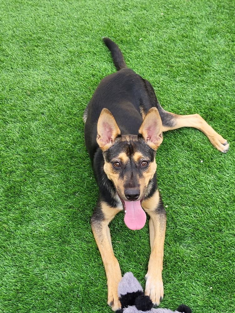 Enlarge RONDA, a Adoptable mixed breed in Broomfield, CO image 1/6