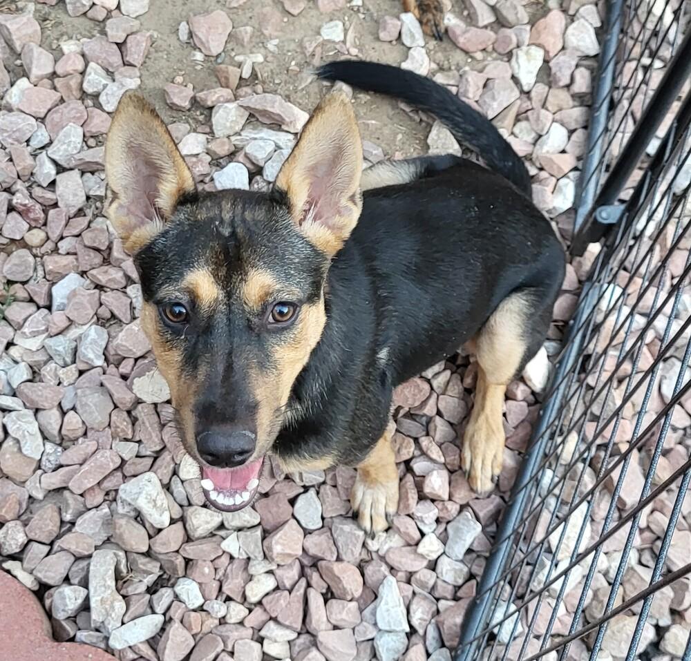 Enlarge RONDA, a Adoptable mixed breed in Broomfield, CO image 2/6