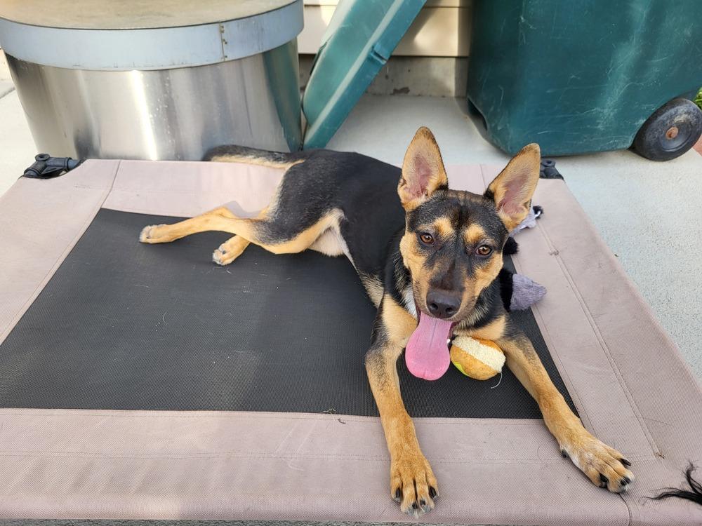 Enlarge RONDA, a Adoptable mixed breed in Broomfield, CO image 3/6