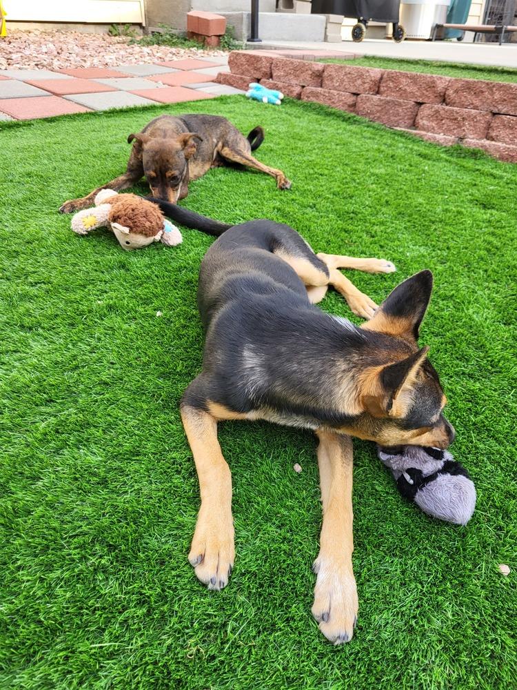 Enlarge RONDA, a Adoptable mixed breed in Broomfield, CO image 4/6