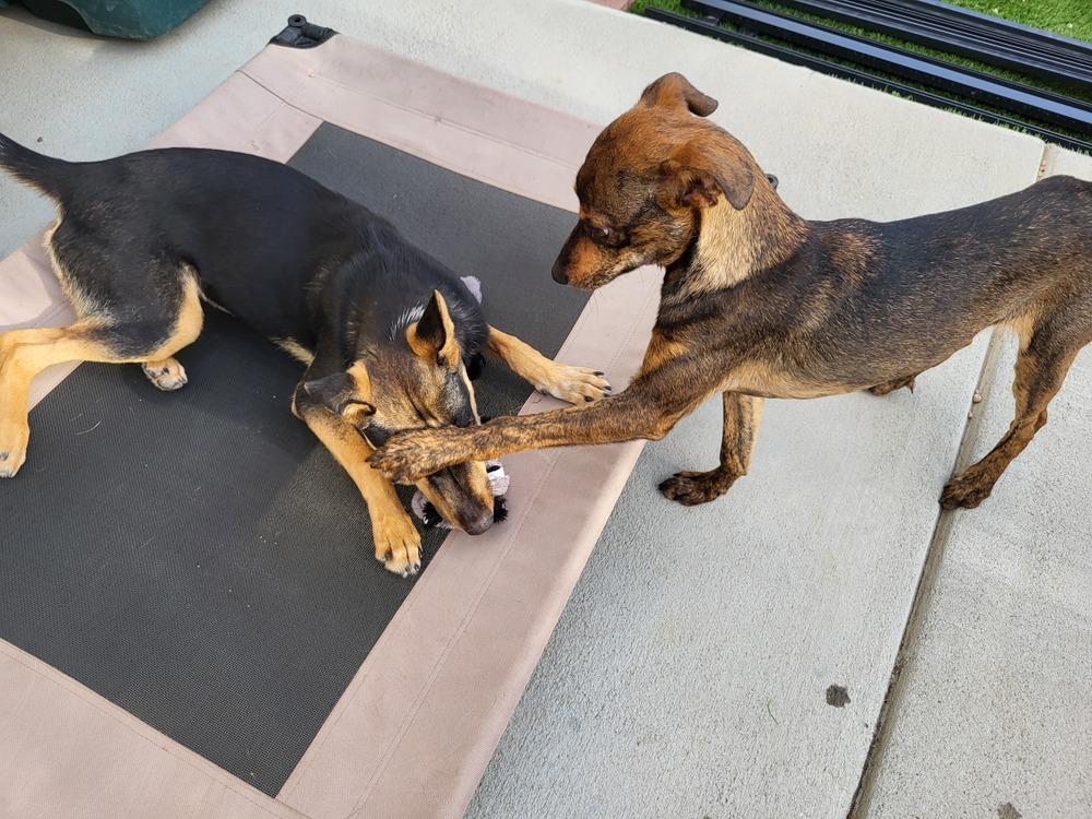 Enlarge RONDA, a Adoptable mixed breed in Broomfield, CO image 6/6