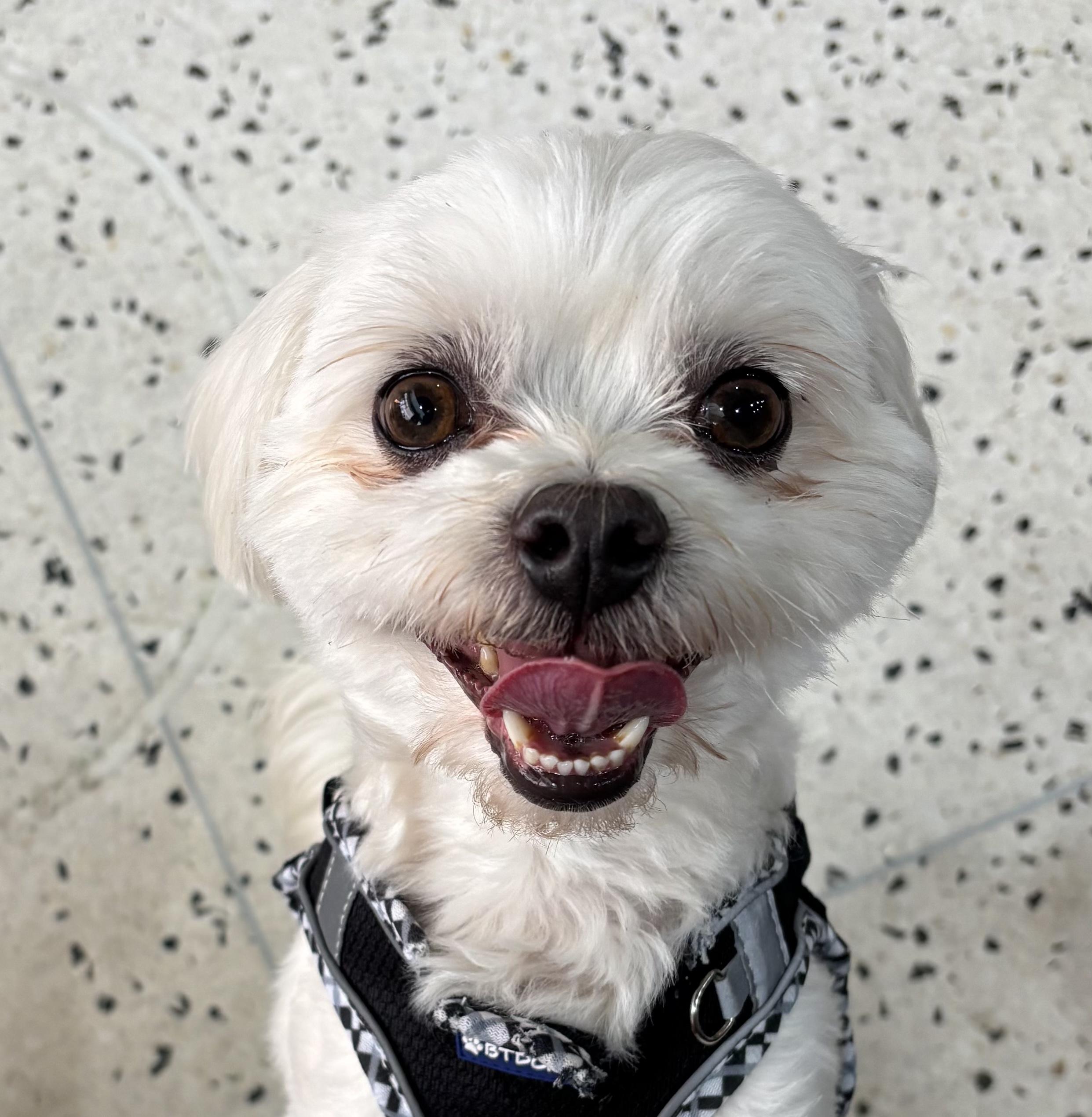 Bonsai Benji, ADOPTABLE, Adult Male Maltese.