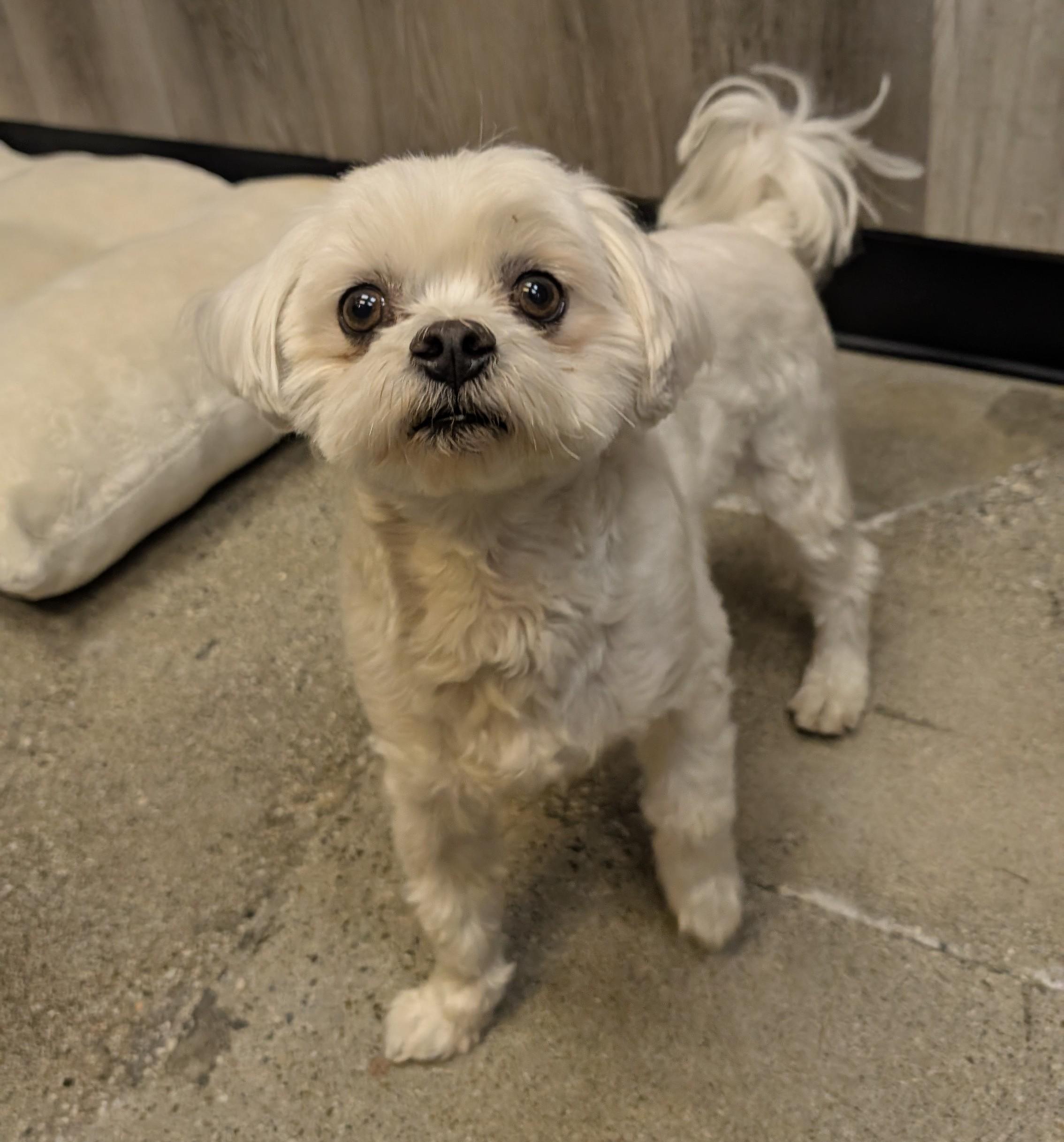 Enlarge Bonsai Benji, a ADOPTABLE Maltese in Thousand Oaks, CA image 2/2