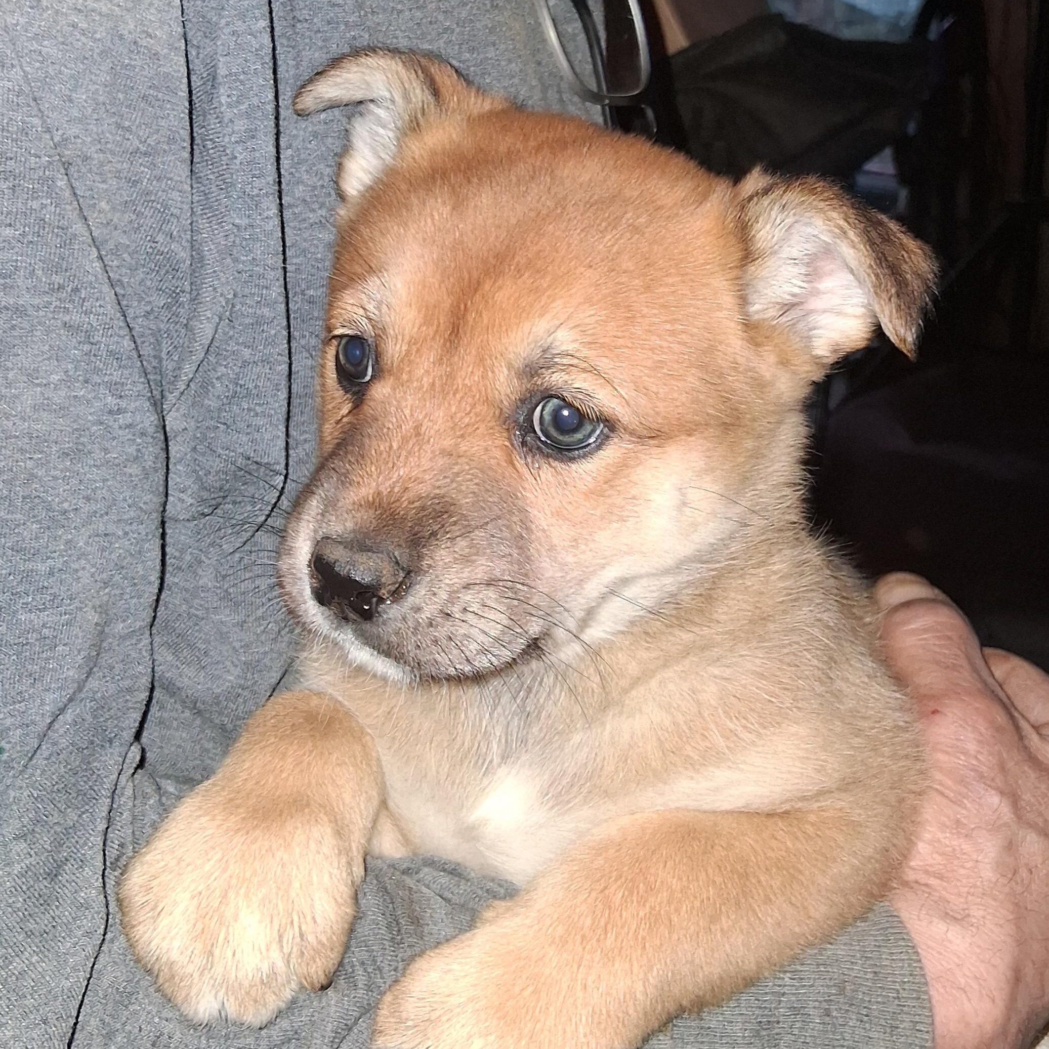 Puppy #3, ADOPTABLE, Puppy Female Labrador Retriever & German Shepherd Dog.