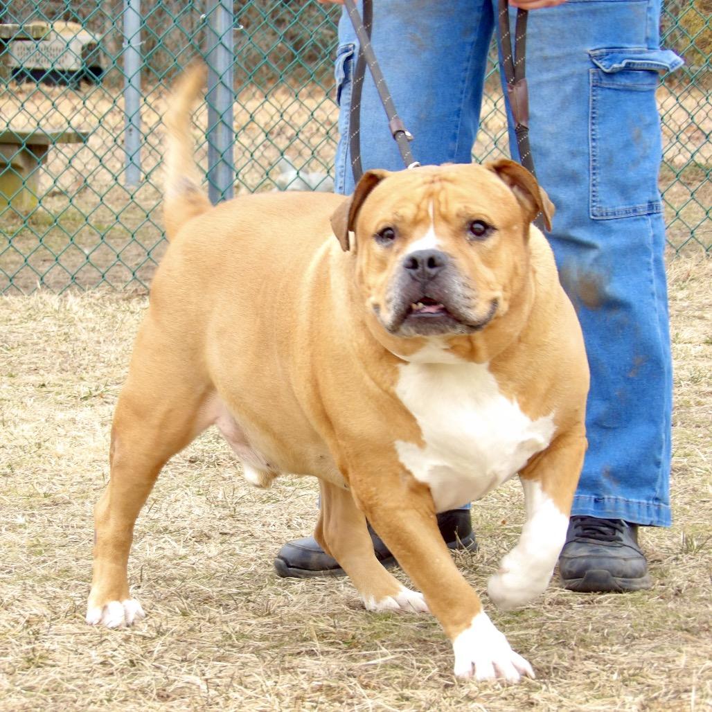 Enlarge Polo, a Adoptable Mixed Breed in Vineland, NJ image 1/4