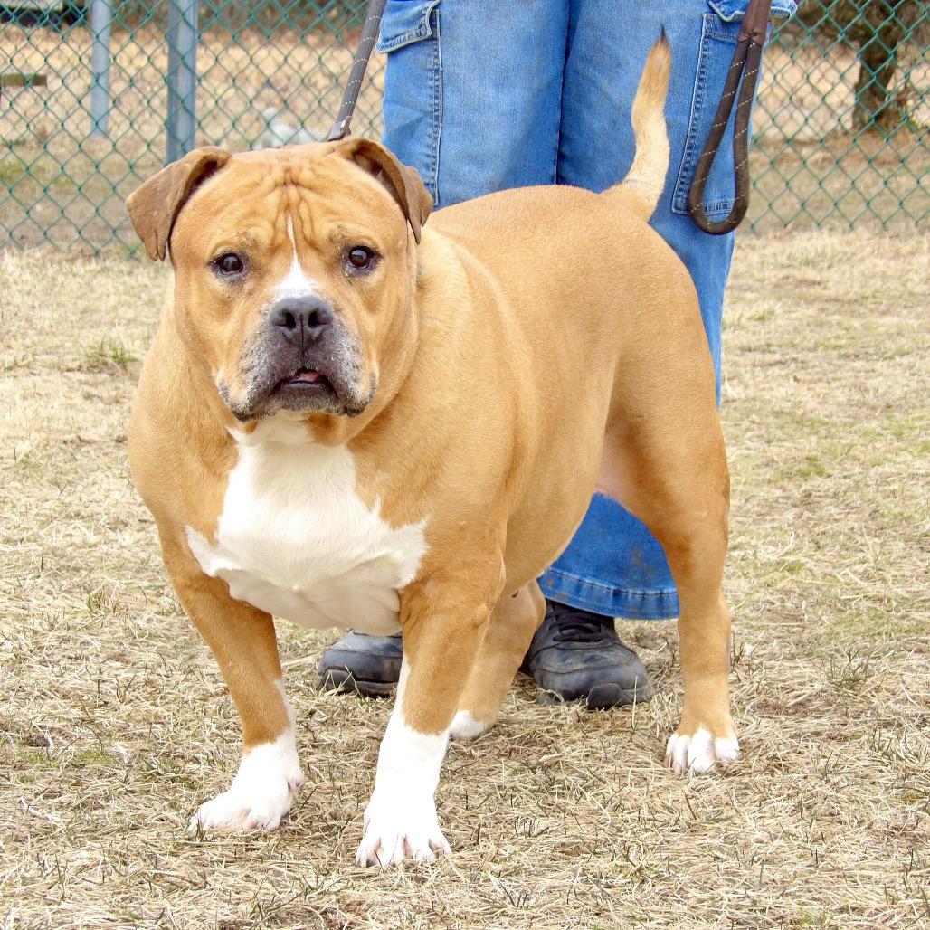 Enlarge Polo, a Adoptable Mixed Breed in Vineland, NJ image 2/4