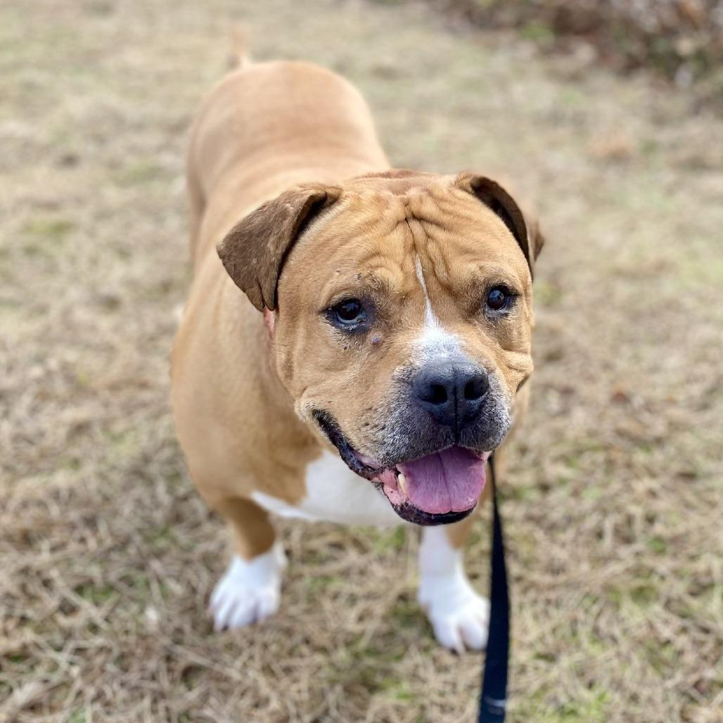 Enlarge Polo, a Adoptable Mixed Breed in Vineland, NJ image 3/4