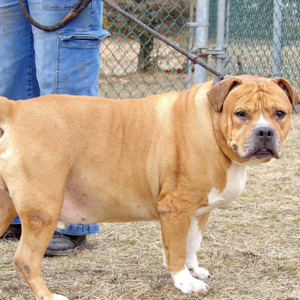 Enlarge Polo, a Adoptable Mixed Breed in Vineland, NJ image 4/4