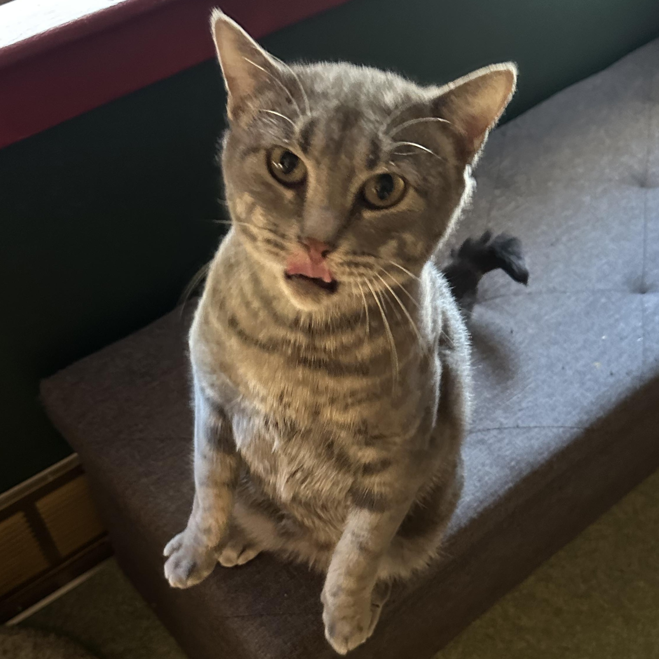 Enlarge Miss Piggy, a Adoptable mixed breed in Mount Vernon, IL image 4/6