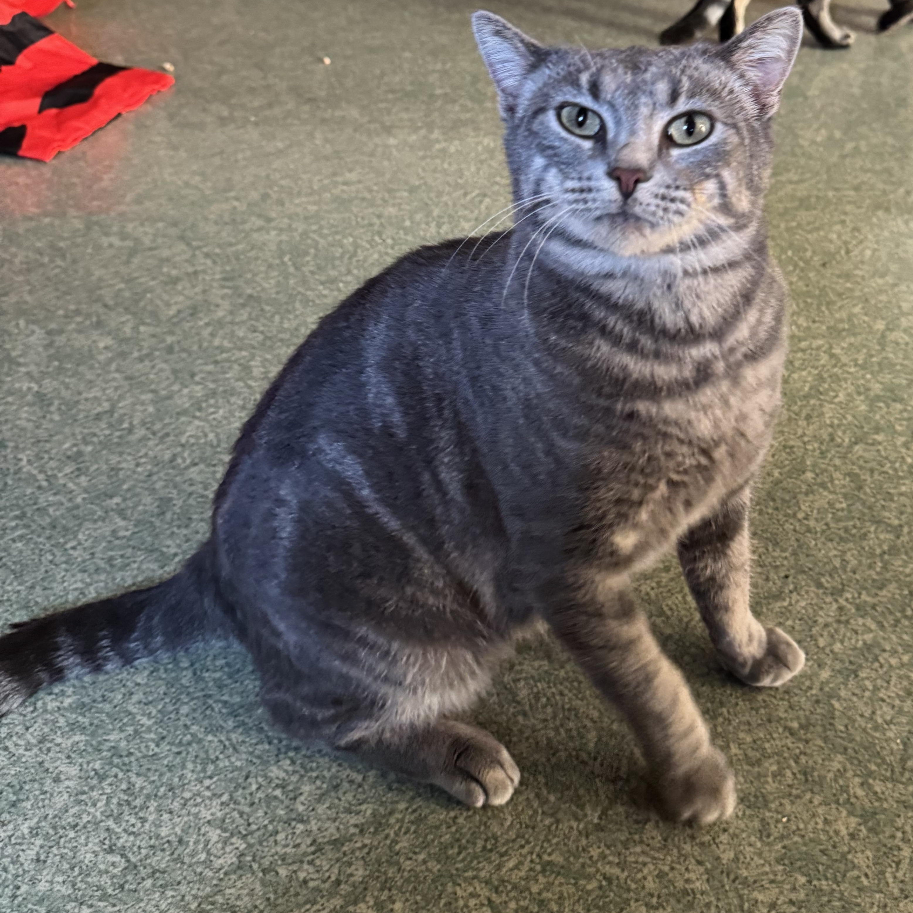 Enlarge Miss Piggy, a Adoptable mixed breed in Mount Vernon, IL image 3/6