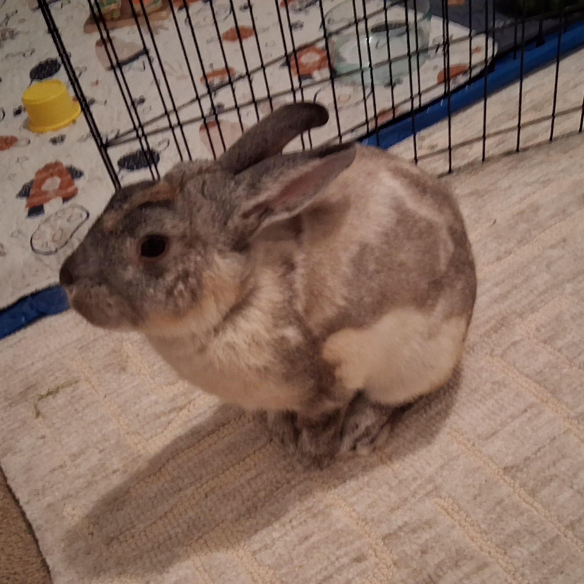 Enlarge Jasper, a Adoptable Bunny Rabbit in Pittsburgh, PA image 2/3