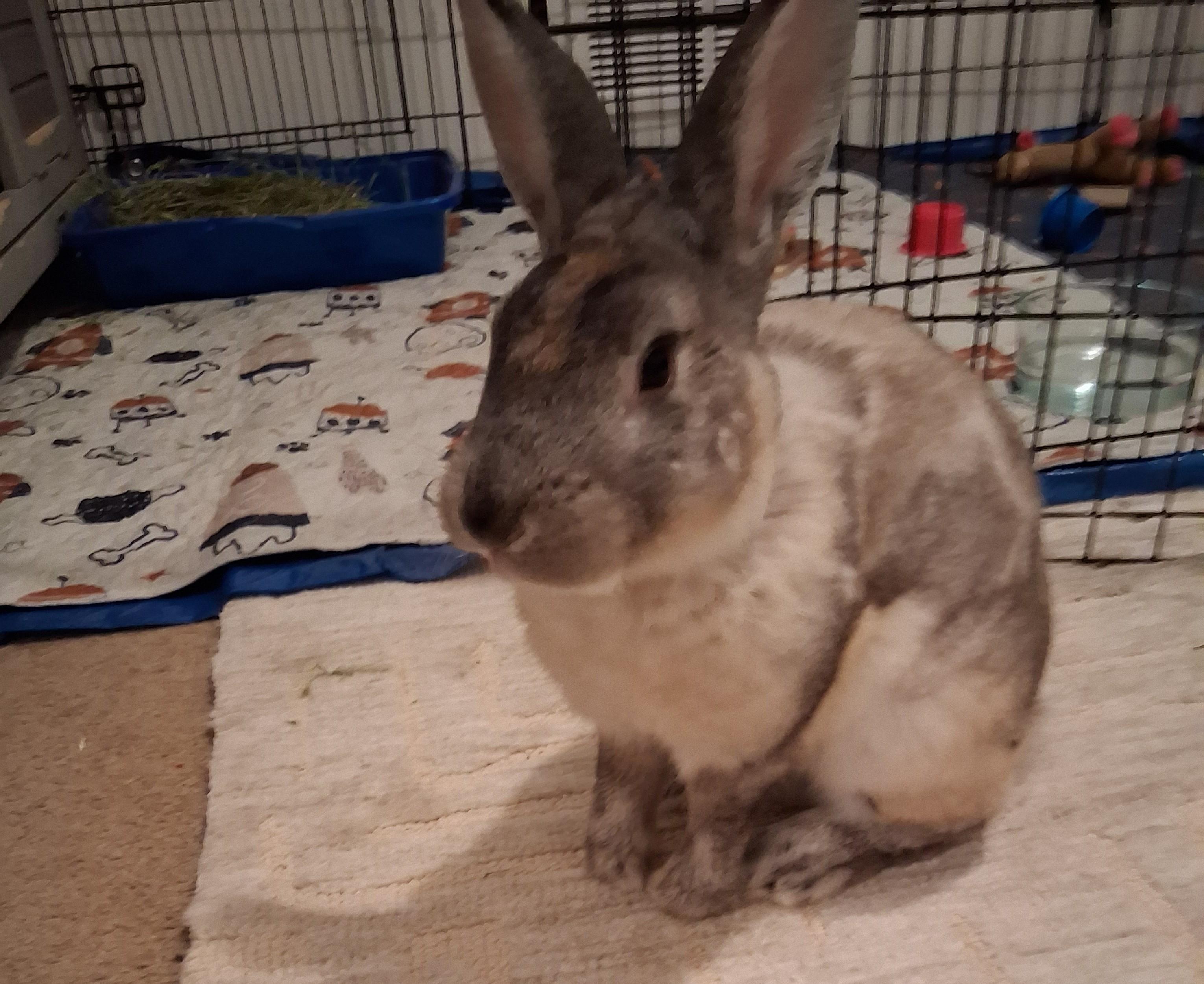 Jasper, Adoptable, Young Male Bunny Rabbit.