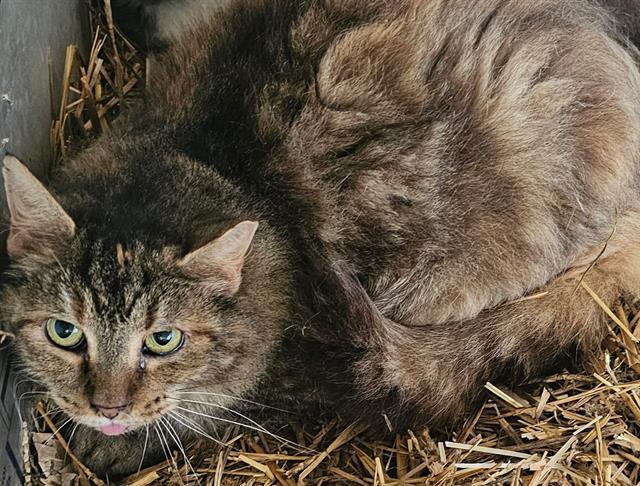 DUTCHESS, Adoptable, Adult Female Domestic Medium Hair.